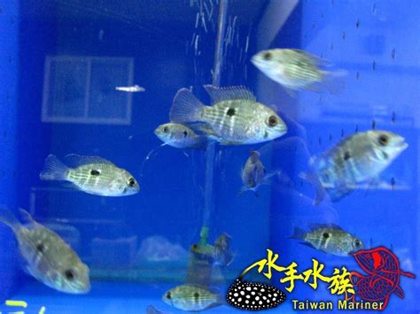 藍面財神混養|泡芙水族Puffer Aqua 圓身藍面財神（6